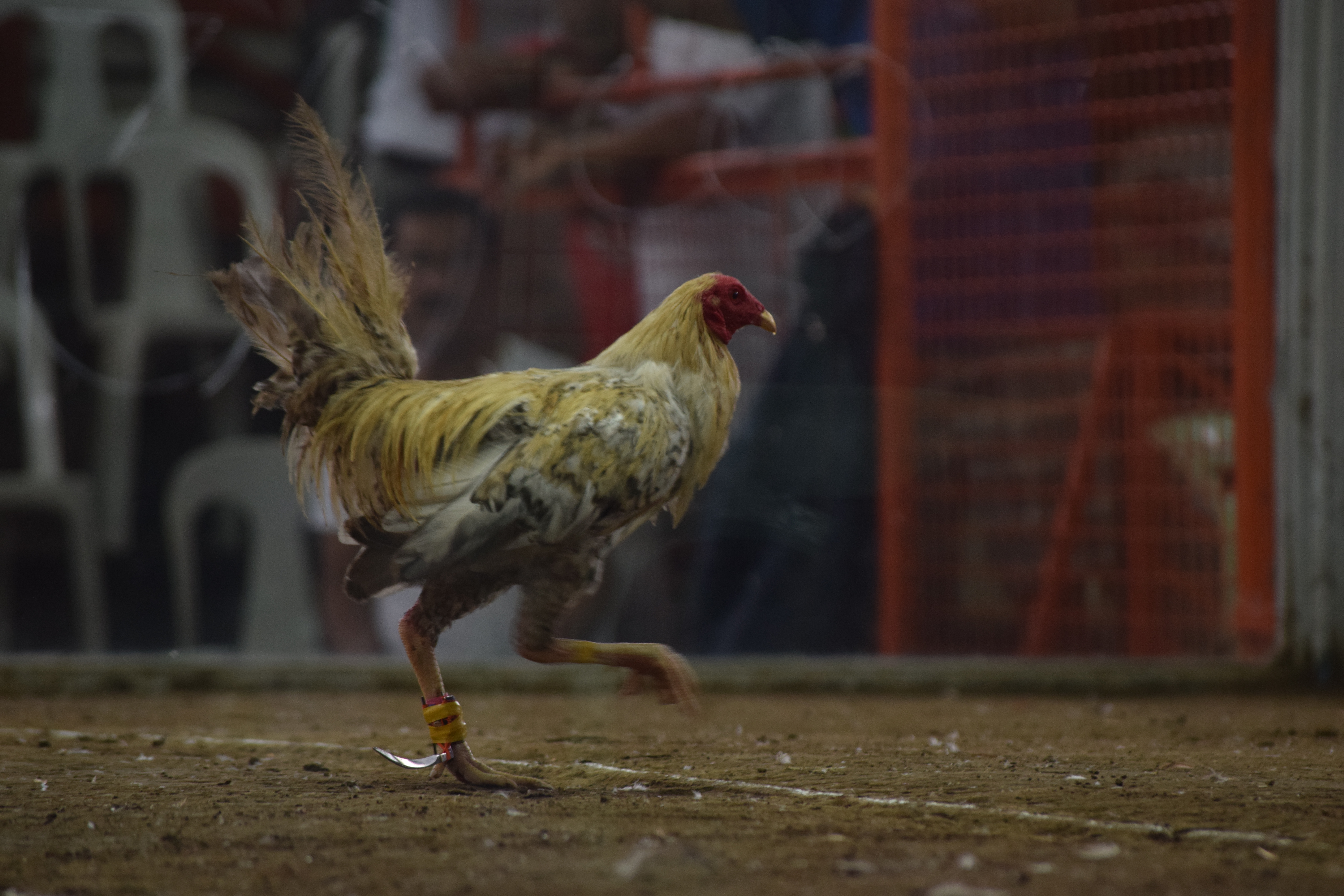  American Flag Cockfighter Game Fowl Cockfighting